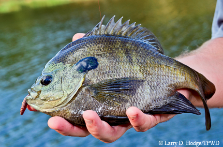 Sunfish